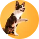 Animale de companie